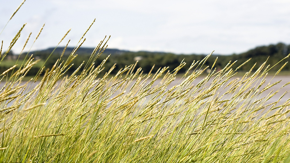 Swaying in the Breeze